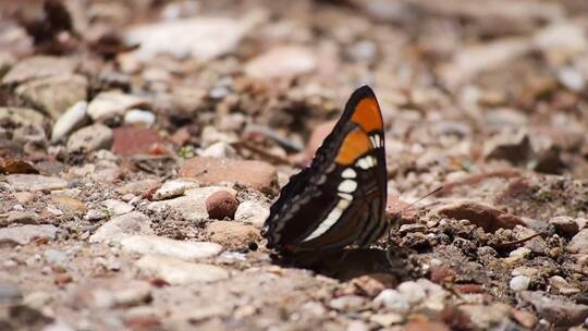 蝴蝶停留在石子地上