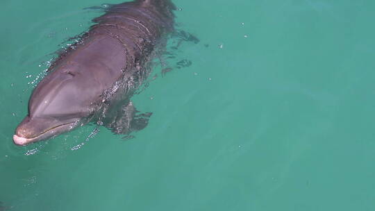 海豚在水中游泳视频