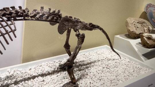 古生物骨骼化石恐龙化石