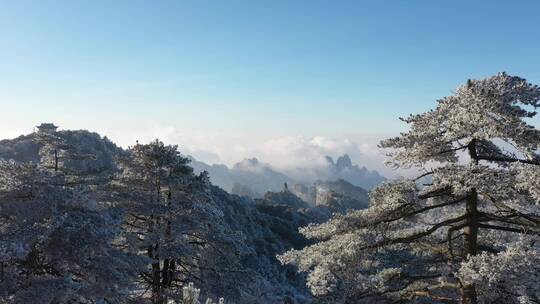 黄山雪景雪松晴天蓝白冰雪世界视频素材模板下载