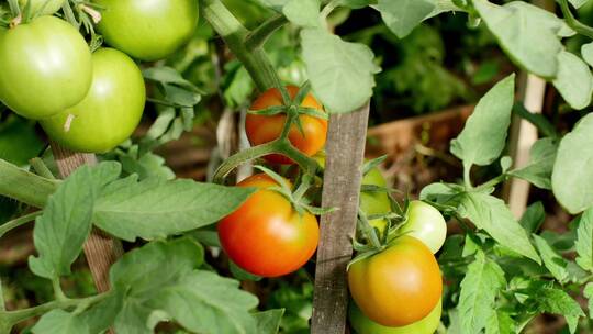 果园种植的有机番茄