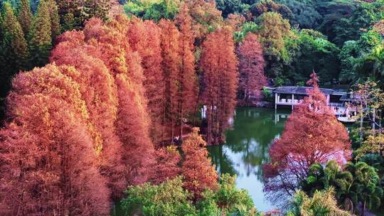 广州华南国家植物园冬日落羽杉航拍视频