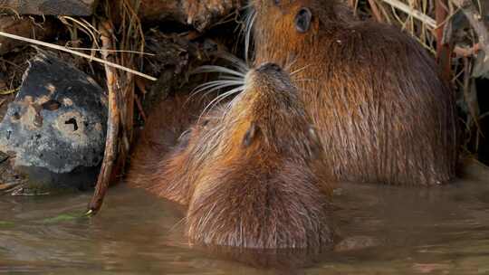 海狸鼠、食草动物、Coypu、啮齿动物