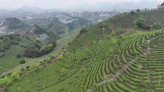 航拍绿色高山有机茶园