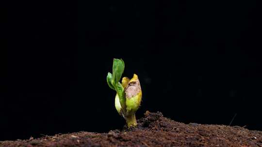 植物生长发芽延时