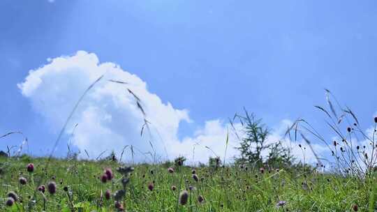 夏季高山蓝天白云草甸草坪