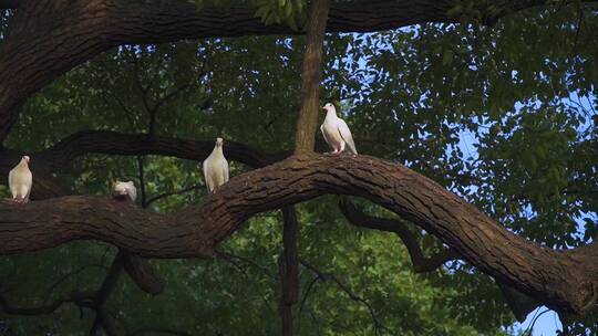 杭州西湖南山路树上的白鸽子4K视频合集
