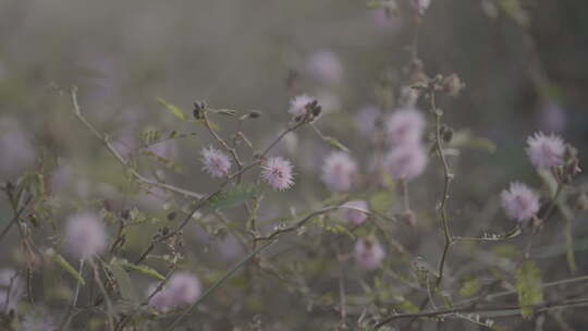 野外淡紫色绒毛状花朵特写