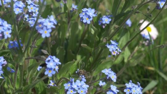 田野上的蜜蜂忘记我