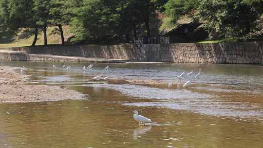 一群白鹭在河滩休憩觅食