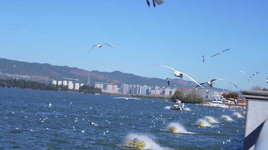 昆明海埂大坝看海鸥