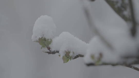 冬天雪景 下雪空镜