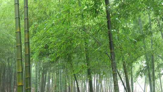 竹海竹叶沉浸式雨天滴水的竹林