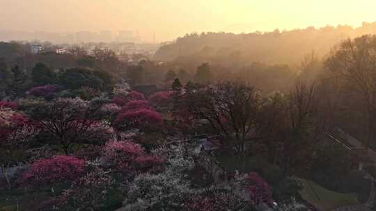 杭州植物园梅花