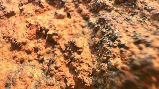 石头上的蚂蚁