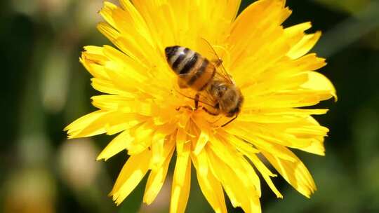 特写蜜蜂落在花瓣上采花粉01