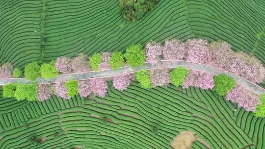 福建省龙岩市漳平市永福樱花园自然风光航拍