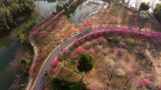 航拍杭州西溪湿地梅花风景