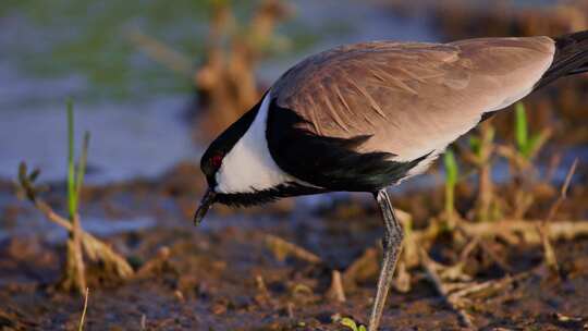 Spur Winged Lapwing，