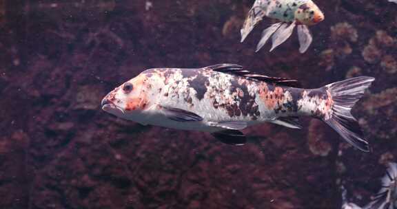 水族馆鱼缸斑点锦鲤鱼特写