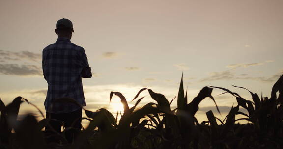 站在玉米地里的农民剪影