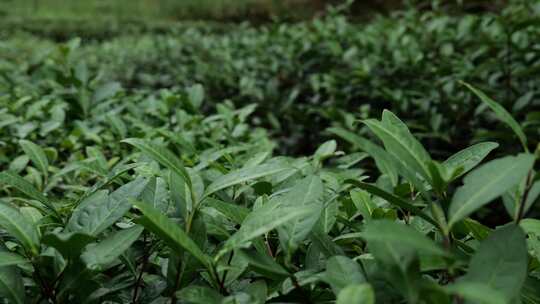 茶山茶园茶叶春茶新茶嫩叶