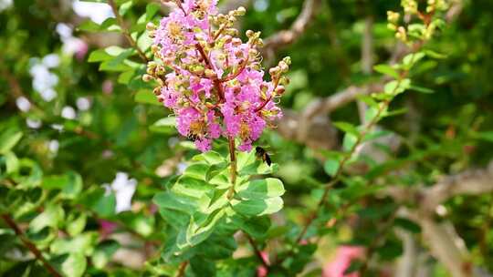 180帧慢动作山东济南大明湖蜜蜂紫薇花采蜜