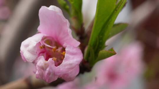 写桃花花朵花蕊花瓣春天