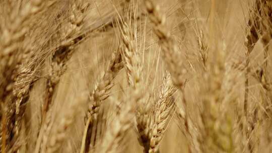 风吹麦浪 小麦成熟