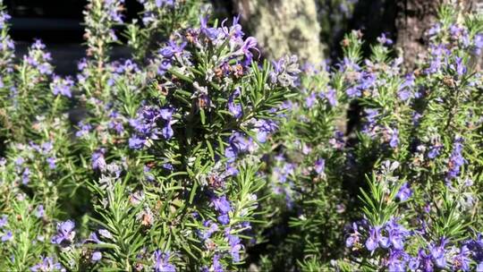 蜜蜂在迷迭香花朵上采蜜