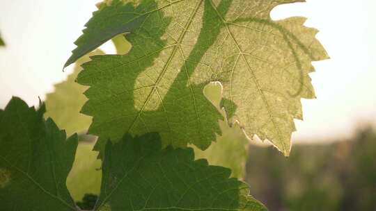 唯美风吹树叶空镜视频