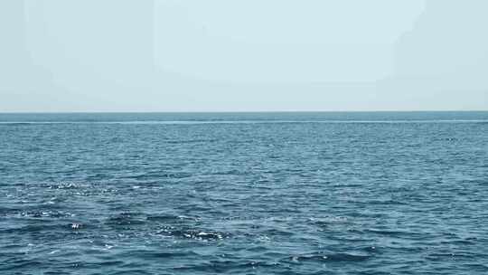 海豚在海上游泳