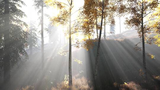 阳光穿过森林唯美时光光线穿梭树林