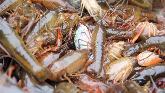 小龙虾农业养殖餐饮捕捞爬行动物成群麻辣