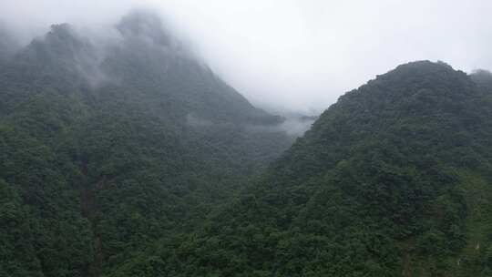 四川彭州九峰山原始森林、苍翠山林