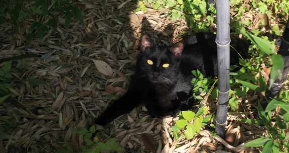 阳光竹林里晒太阳的猫