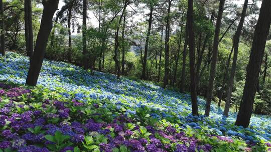 临平山无尽夏绣球花