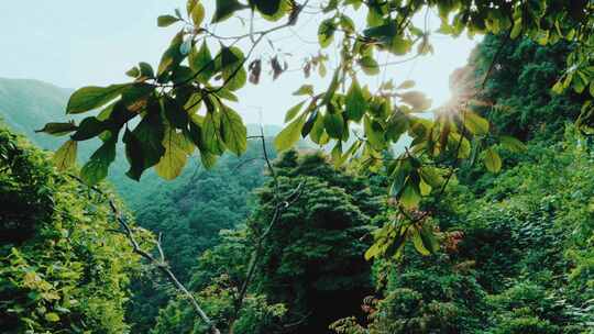 高山森林仰拍明朗太阳光线