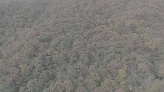 航拍森林竹林秋季自然之美视频素材模板下载