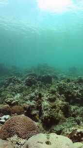 水下珊瑚礁和热带鱼