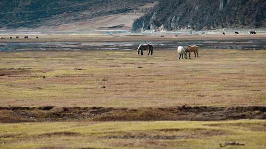 云南香格里拉纳帕海草原牧场升格视频