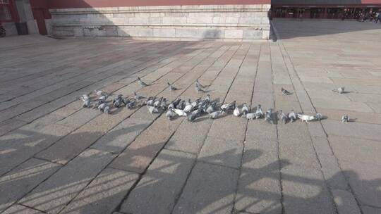 北京紫禁城鸽子4K实拍