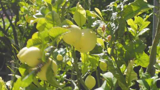 柠檬柠檬基地水果果树农业视频素材模板下载
