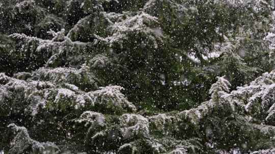 寒冷冬季公园松树雪花大雪空境升格