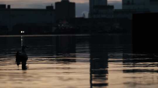 海鸥，游泳，水，海港