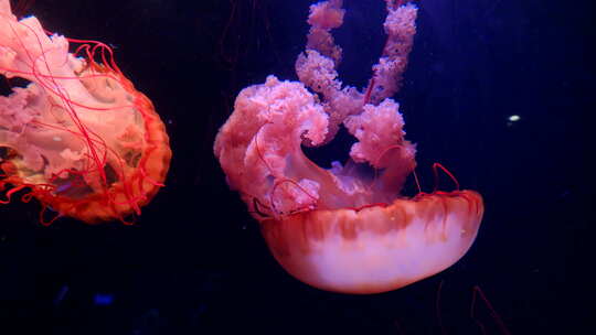 水母 海底世界 海洋馆 水族馆