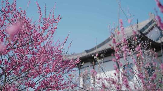 梅花 梅园 梅花赏花 唯美梅花 春天万物复苏