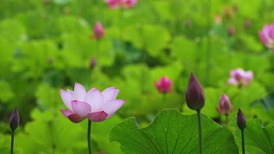 夏季公园荷花盛开唯美花瓣