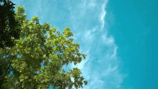 重庆公园夏日阳光蓝天空镜视频素材模板下载