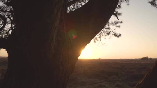 日落在热带草原上穿过一棵树视频素材模板下载